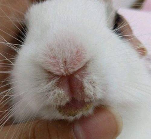 兔子嘴巴长藓图片