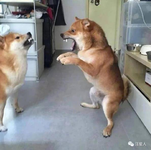 据说狗狗生气是这个样子,有被笑到.