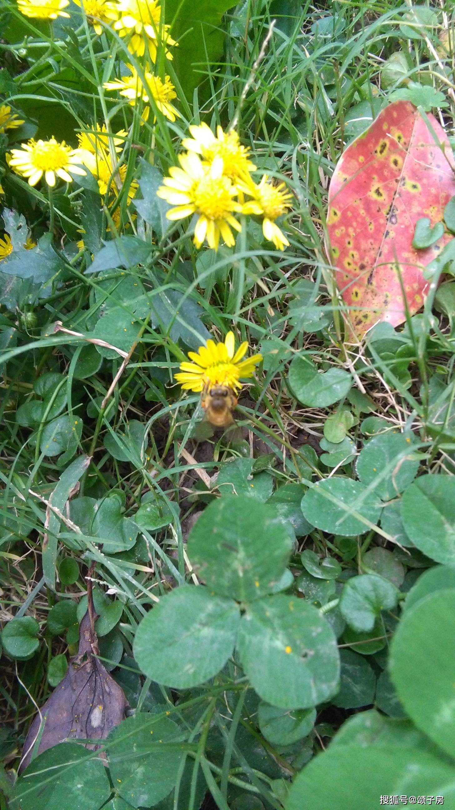 中藥材蜜源植物野菊花