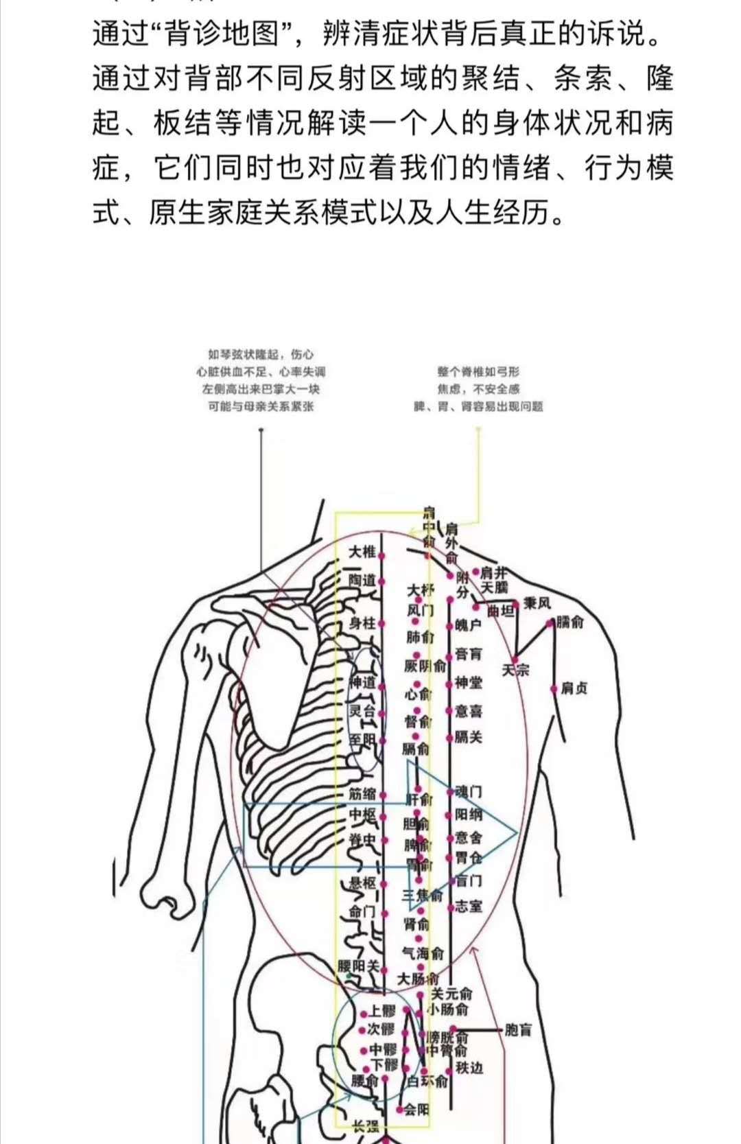 诚邀您:参加七种体型的性格与成长工作坊