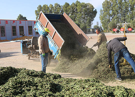 在鸭暖镇暖泉村甜叶菊种植基地,群众正在甜叶菊之间来回采收,收割