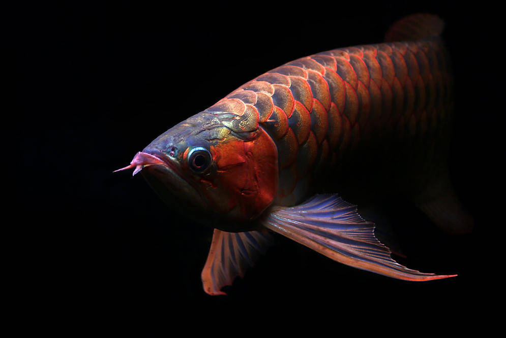 唯美红龙鱼的魅力幸福感的口水直流