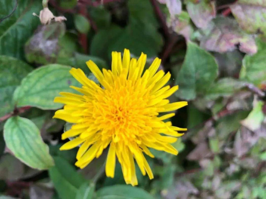 曲麻菜也开美丽的花作者刘丽杰