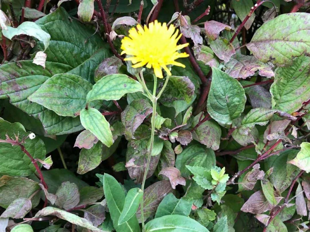 曲麻菜也开美丽的花作者刘丽杰