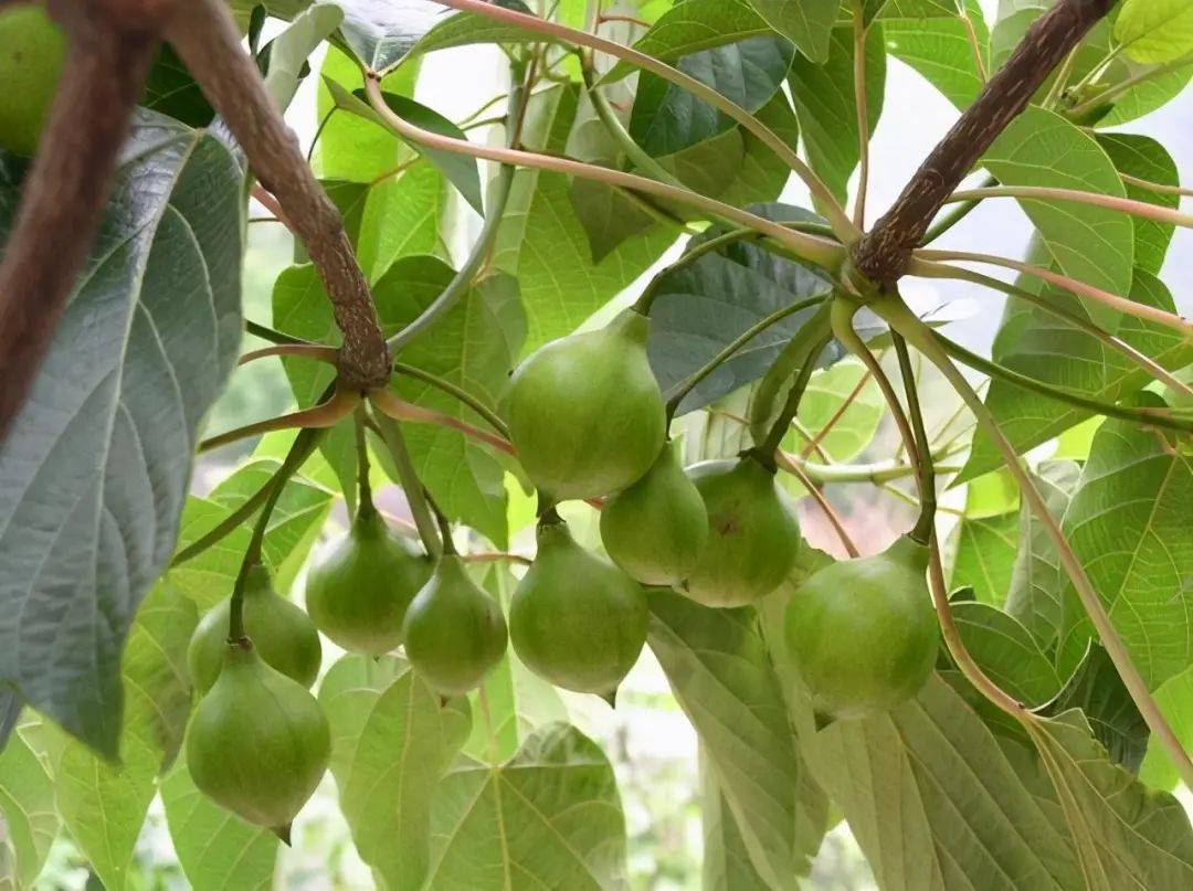 桐油,即桐树果实产生的油,在中国古代的天然涂料里,桐油是重要的原