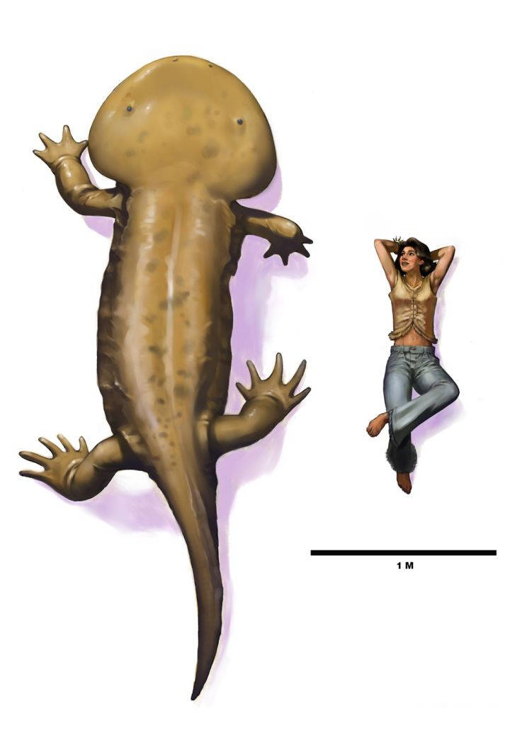 南极一亿年前的"娃娃鱼",能一口咬死恐龙,比汽车还大