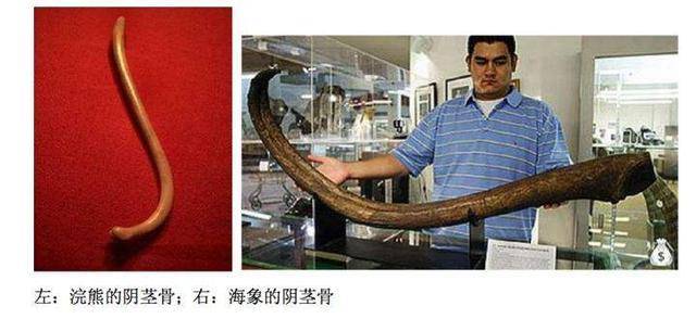 人类为什么会失去"丁丁骨"?这种进化是退步,还是能发挥优势?