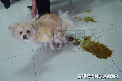 首要,一般来说,导致狗狗拉稀的原因可能有两种:第一,一般的胃肠炎.