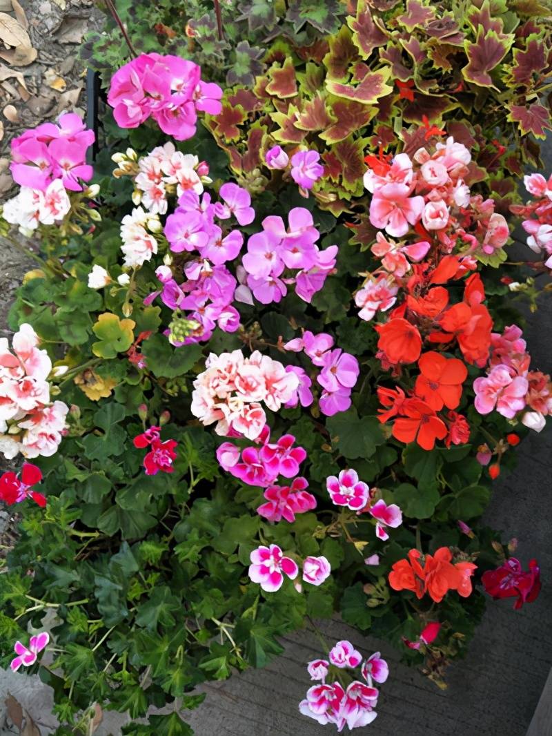 原创秋天了天竺葵终于睡醒了这时候来点花肥开花旺