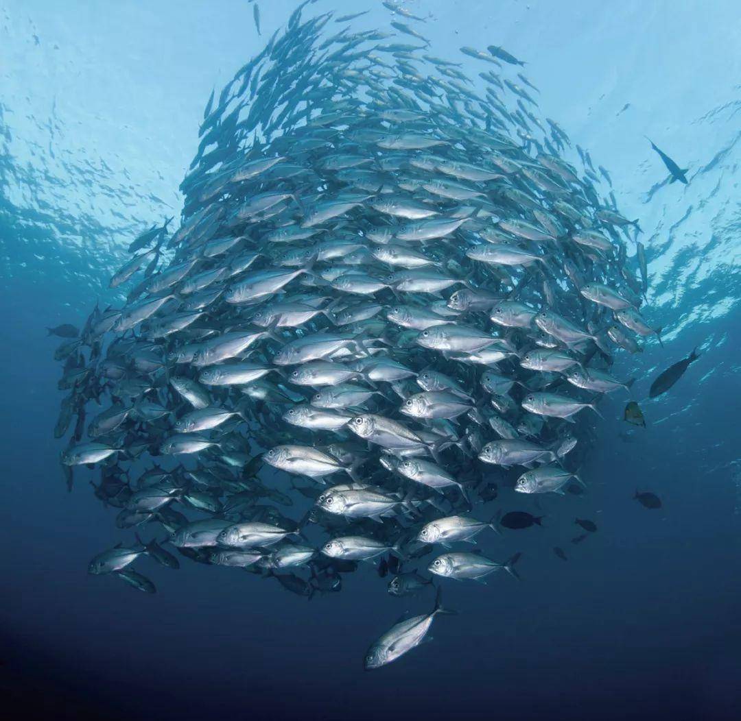 地震魚浮出水面意味著什麼什麼是地震魚