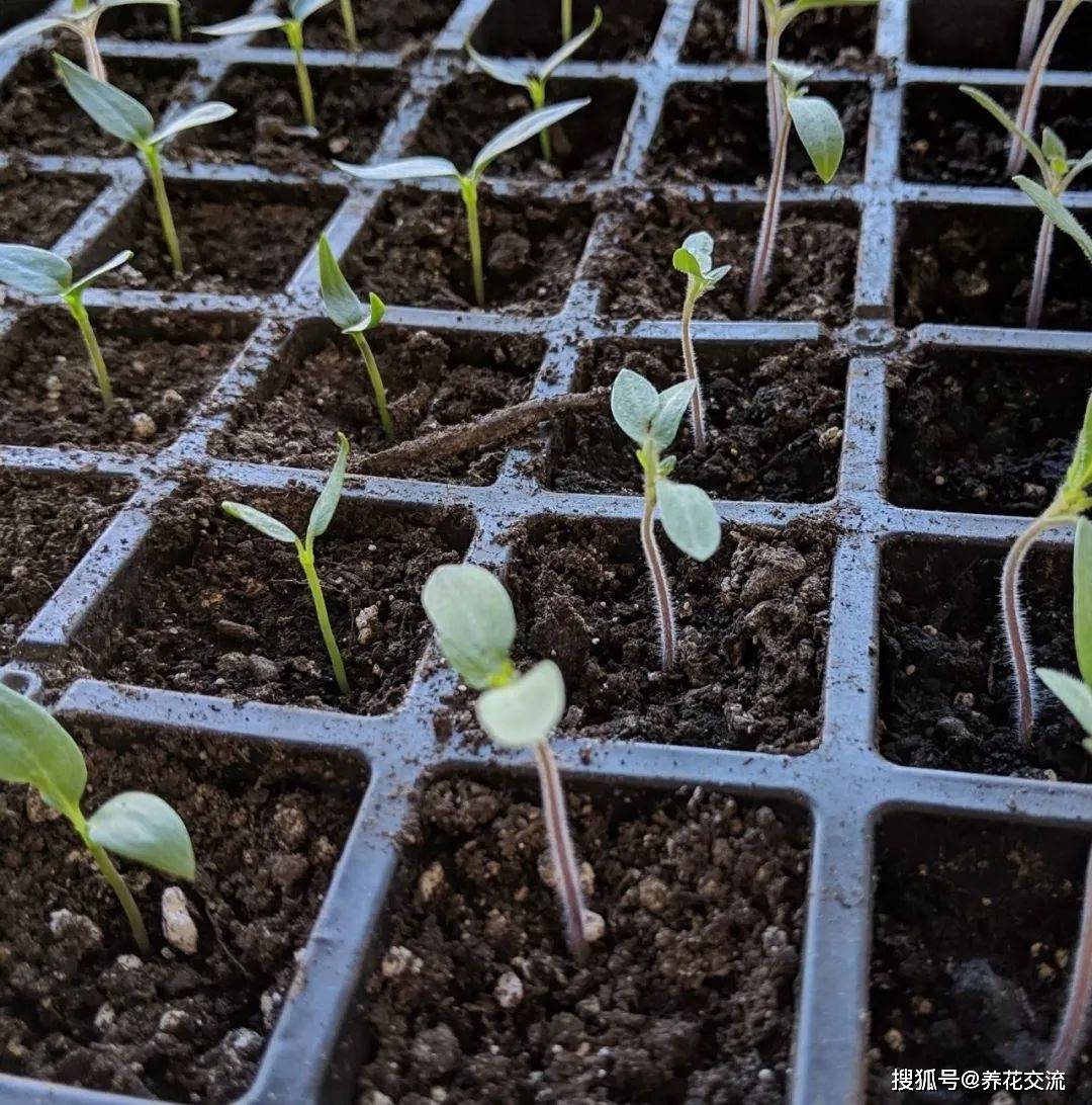 原创10月草本花卉播种指南选哪些植物种子怎么移栽幼苗易存活