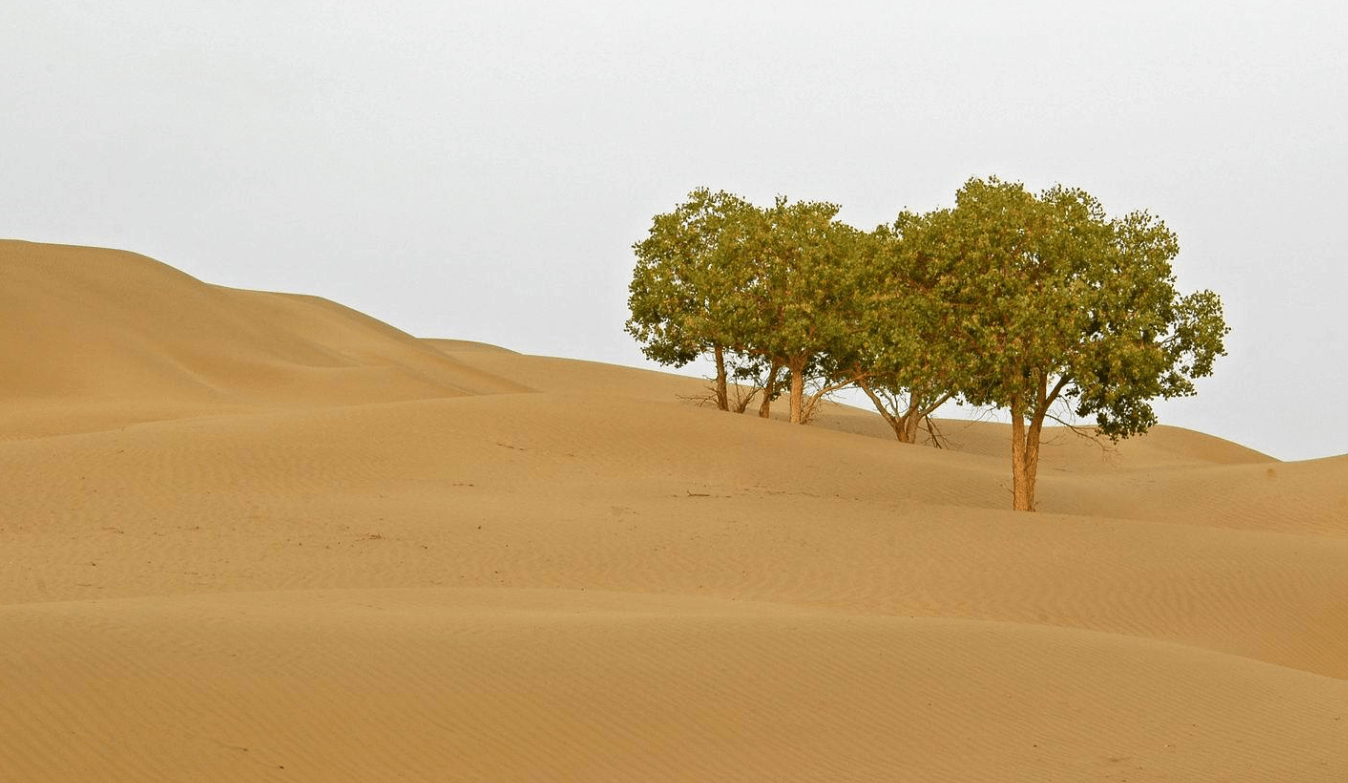 能将塔克拉玛干沙漠绿化吗有没有这个必要