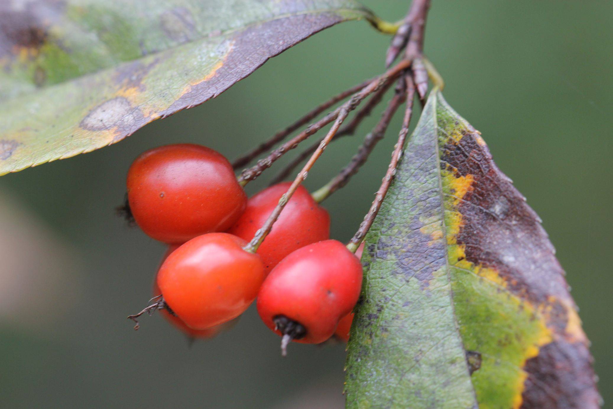 庆元植物1283-蔷薇科-石楠属-伞花石楠_手机搜狐网