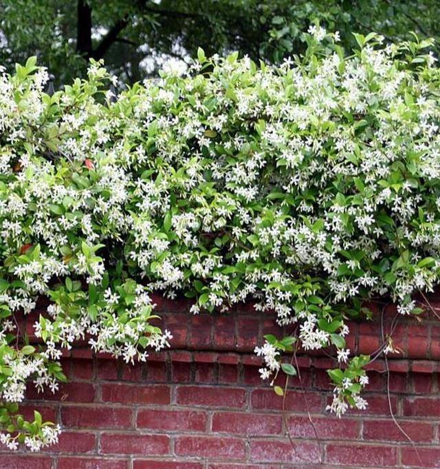 家有小院子大阳台养4种爬藤仙花爬成一面墙凉快又清香