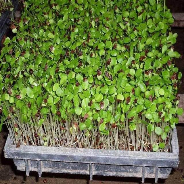 20块钱一斤的香椿芽,在花盆20天就能种出来,想吃随手摘