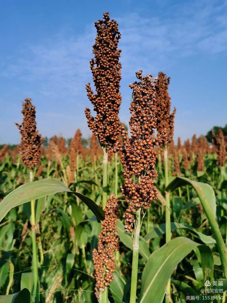 好酒出自好原料 朗陵酒业原料基地有机高粱喜获丰收