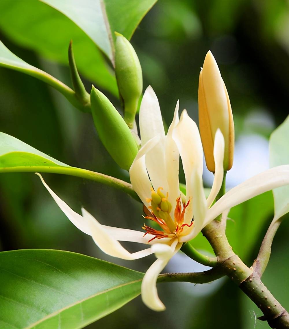 找个角落养黄角兰花色微黄花期长每次都能挂满树