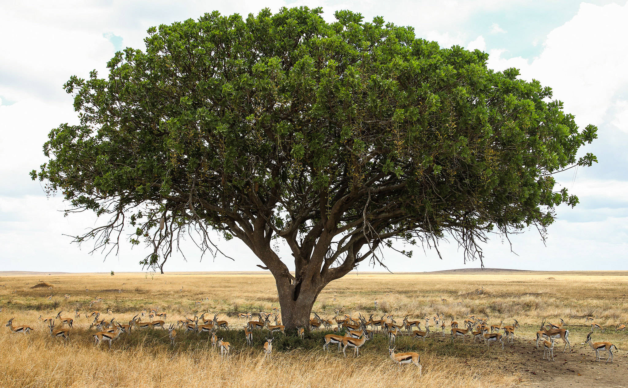 会长香肠的非洲树:生吃被禁止,被土著部落视为圣树