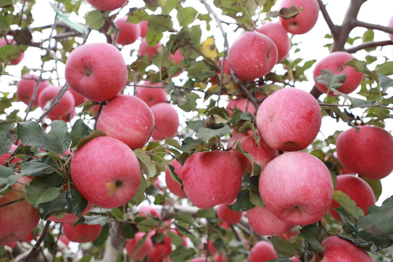 延安有我一棵苹果树当个快乐的都市农夫,你愿意认领吗?