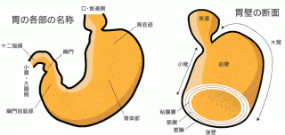 胃窦小弯解剖图图片
