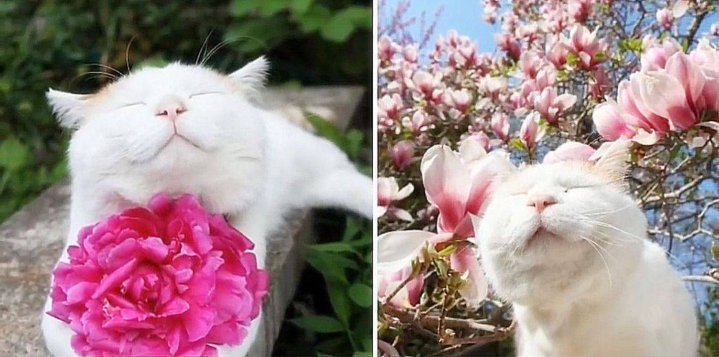 当猫咪闻到了鲜花的味道亦为花儿陶醉花香猫更美