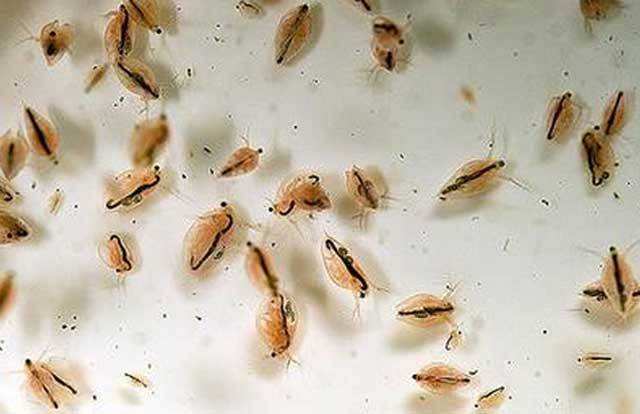 病虫害科普丨稻摇蚊的危害与防治-搜狐大视野-搜狐新闻