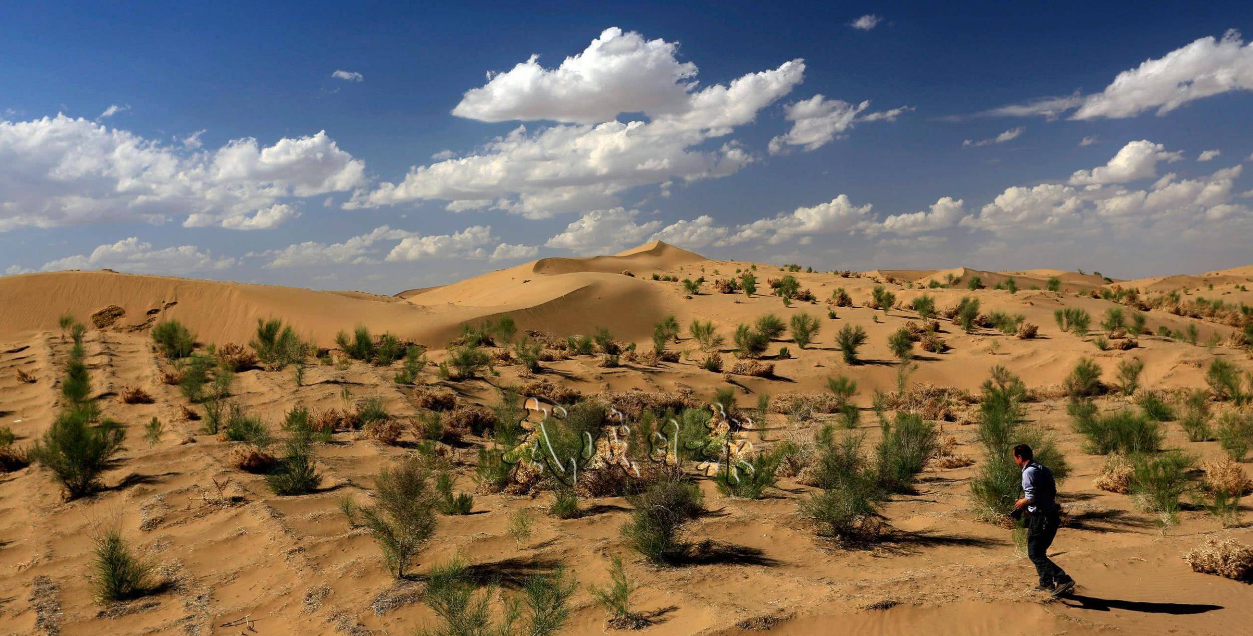 植树造林:关于绿色的超级工程