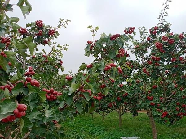 闻喜县郭家庄:山楂喜获丰收 助农致富脱贫