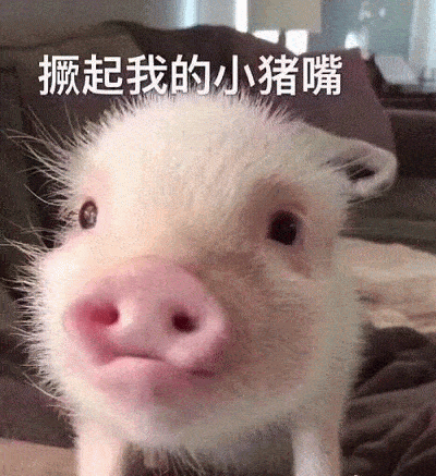 猪猪表情包 男孩图片