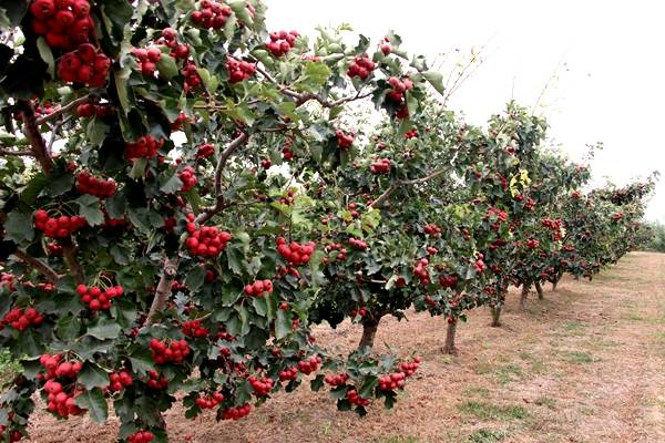 闻喜县郭家庄:山楂喜获丰收 助农致富脱贫