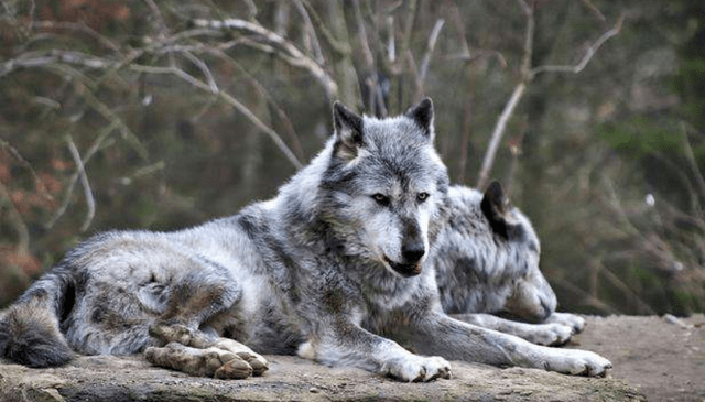 当比特犬遇上狼,秒变小媳妇,网友:血脉压制真的存在!