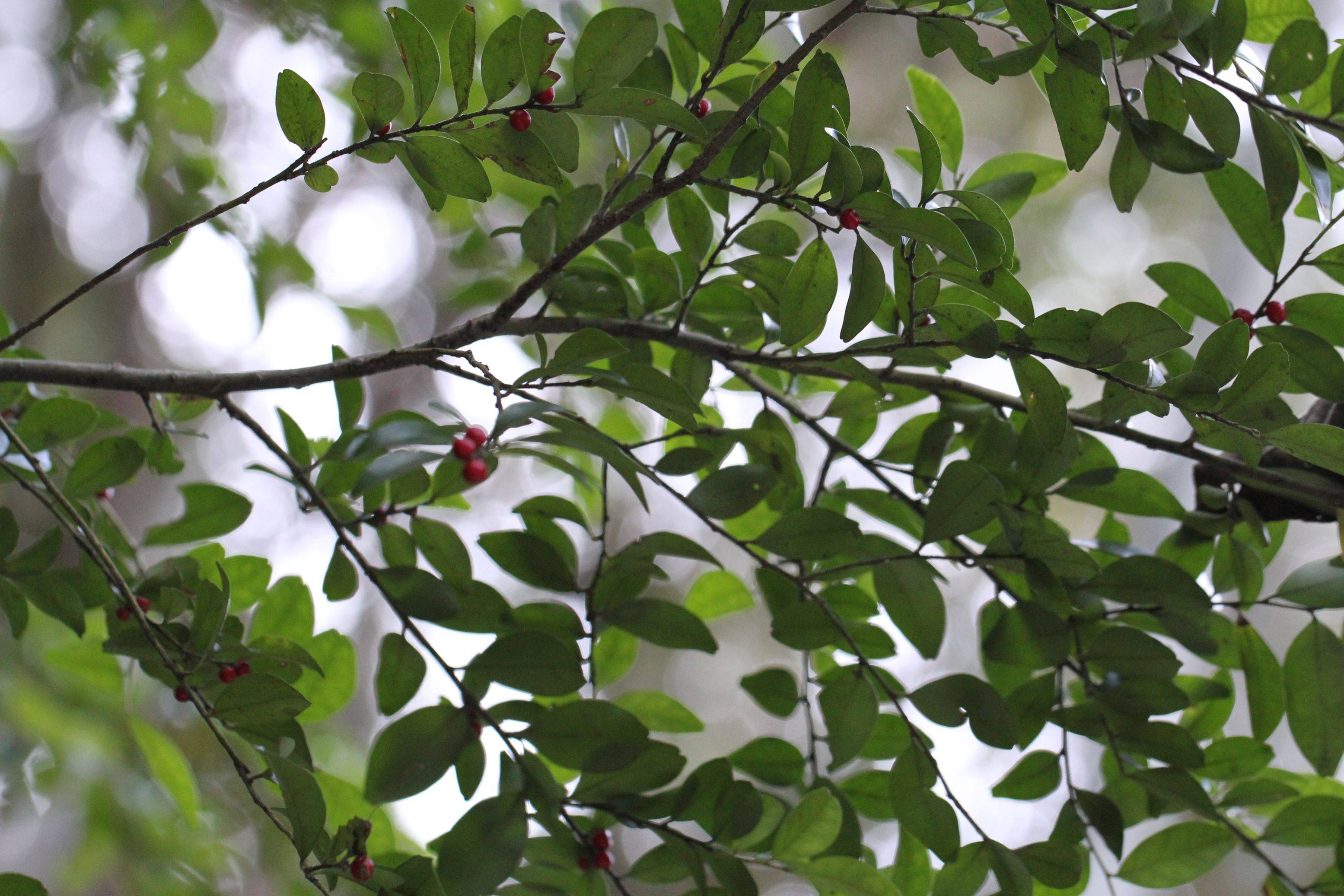 庆元植物1290-冬青科-冬青属-矮冬青