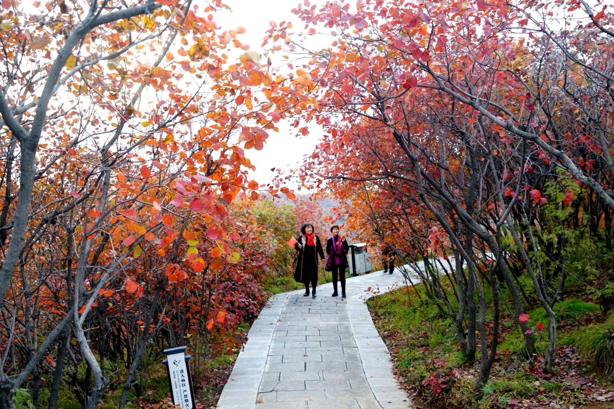 原创万木霜天红烂漫!巩义长寿山,还你一个秋天的童话