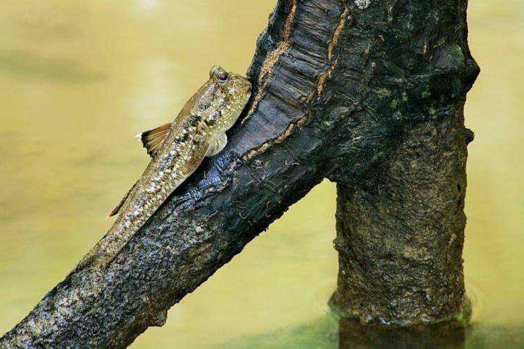 世界上最不像鱼的鱼很少时间在水里却最爱爬树我国沿海就有