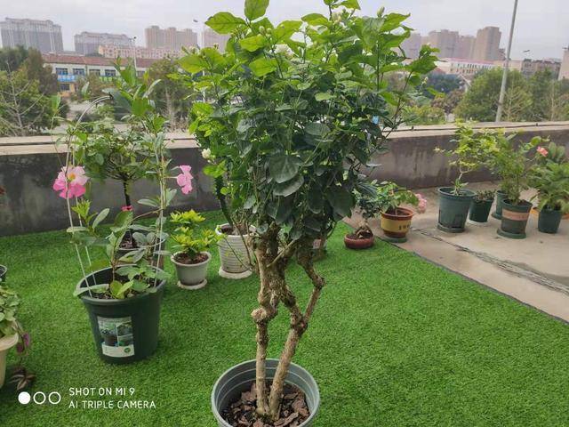 原创茉莉变老桩最少十几年5个条件缺一不可打造天下第一香花树