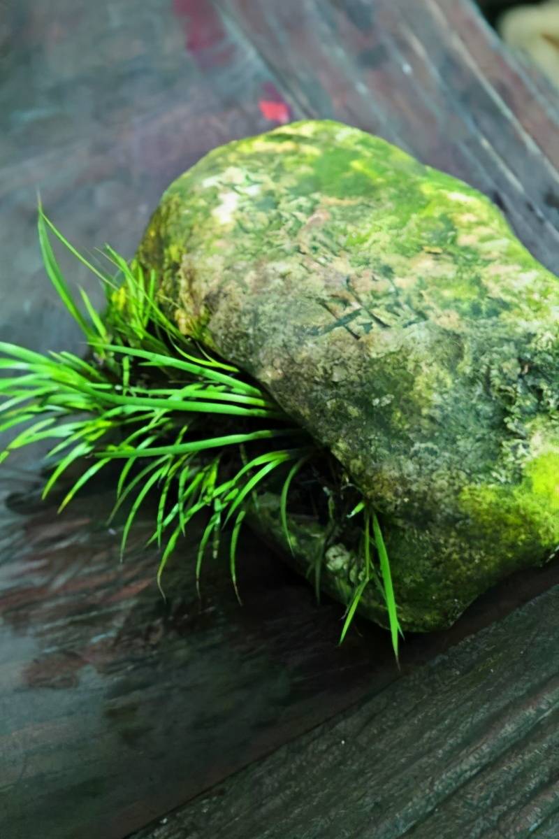 原创菖蒲又名文人草养成盆景观赏性高养成自然景观