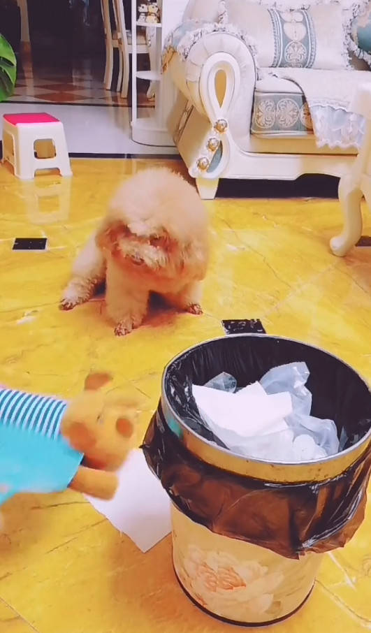 好多铲屎官都知道狗狗就是有翻垃圾桶的臭毛病,还怎么说着都不听,似乎