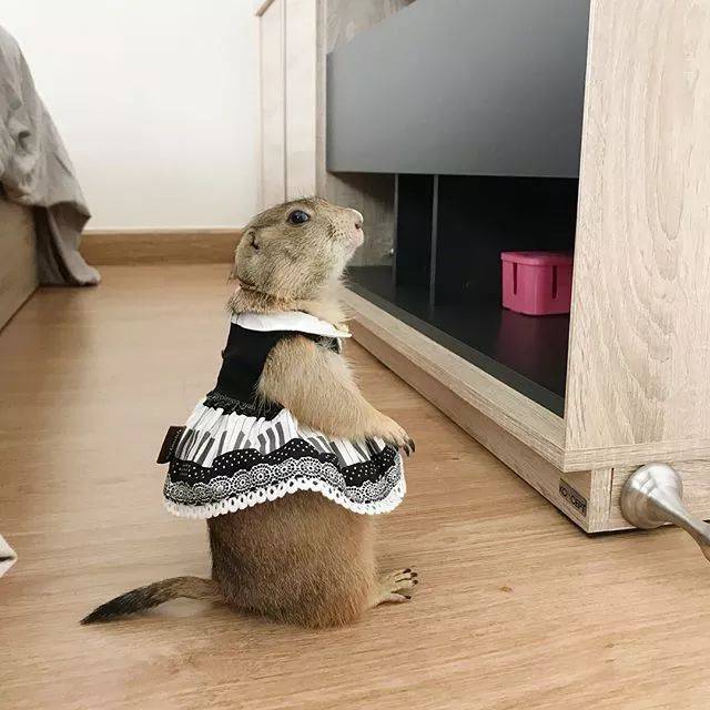 土拨鼠穿上衣服更起范儿,超爱变装游戏,又骗我们养老鼠