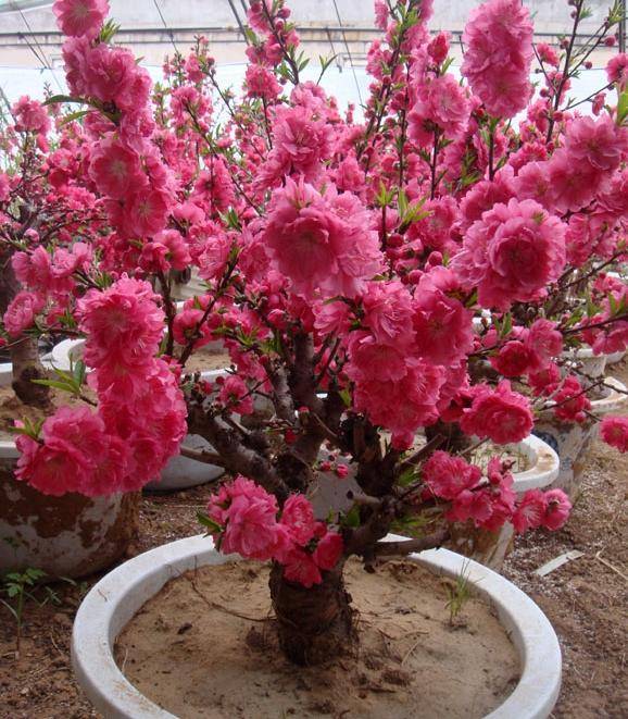 桃子,果肉丰厚,味道甜美!自己盆栽做到3点,年年开花结果