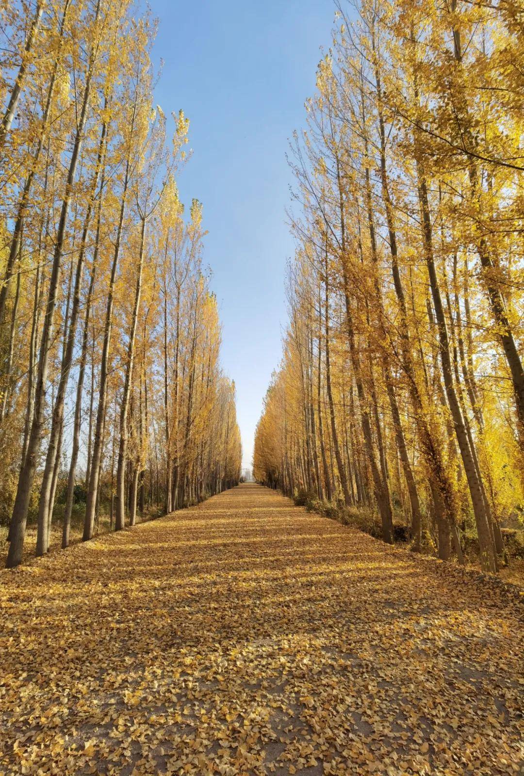 【丝路花城 · 彩色伊宁】一组伊犁秋日图