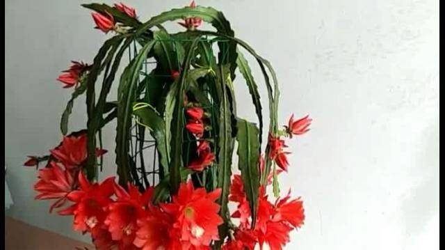 一年四季养"令箭荷花",叶片肥厚,开花一溜,比月季牡丹还艳丽_手机搜狐