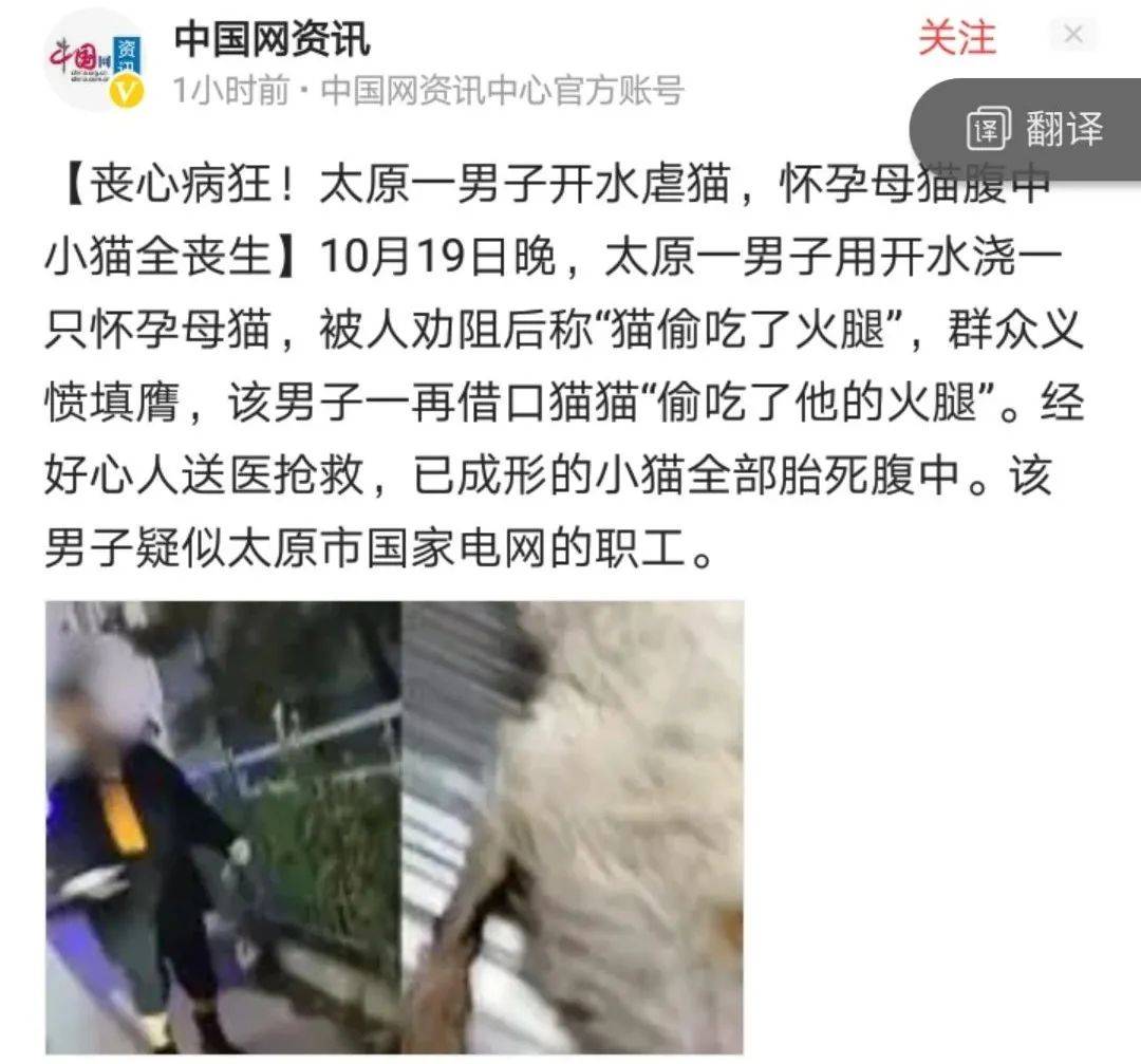 男子开水虐猫导致母猫腹中小猫全部胎死腹中心理太扭曲