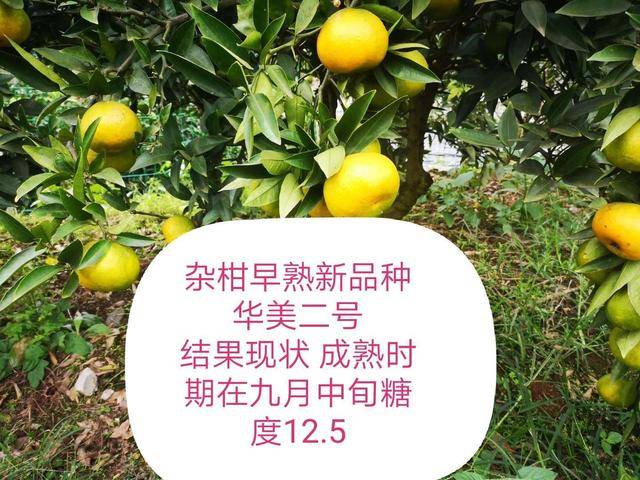 "小个头,大市场"为何说华美2号将占一席之地_柑橘