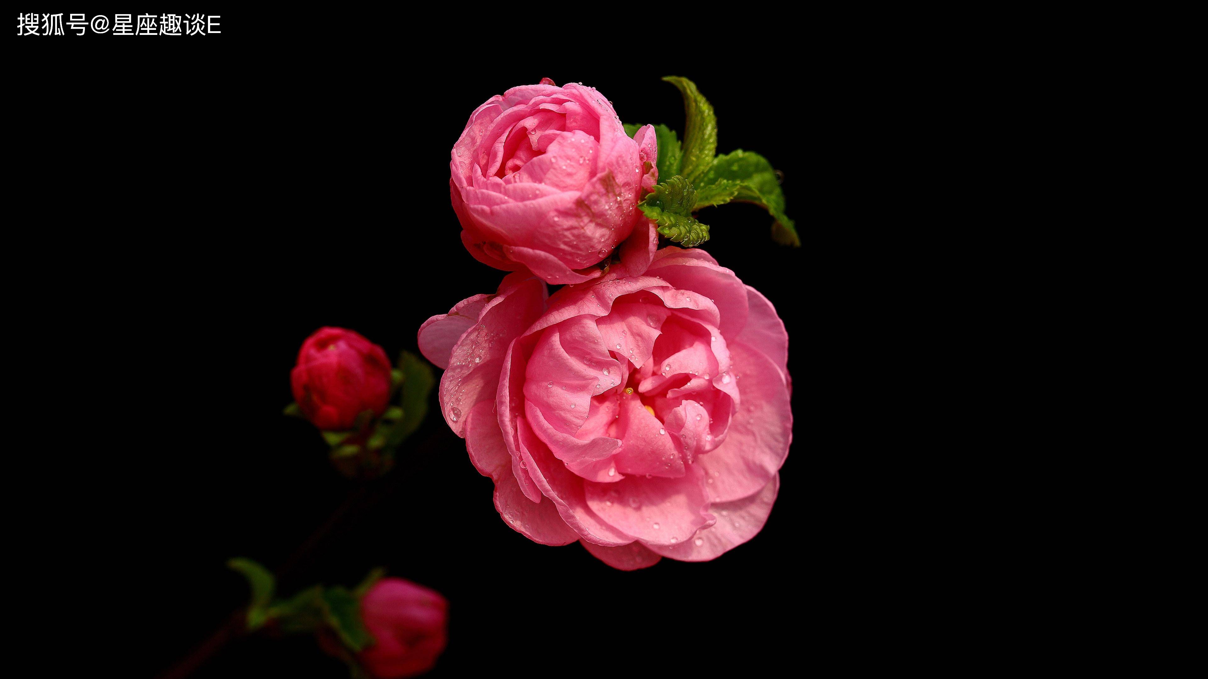 招烂桃花体质的天秤座