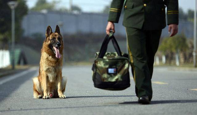 警犬也有跑步机?网友:这下真是累成狗了.