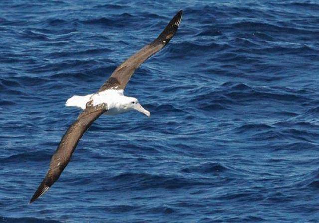飞行巨鸟大盘点:有一种鹰鹫比成年人还重,却并非最大飞行动物