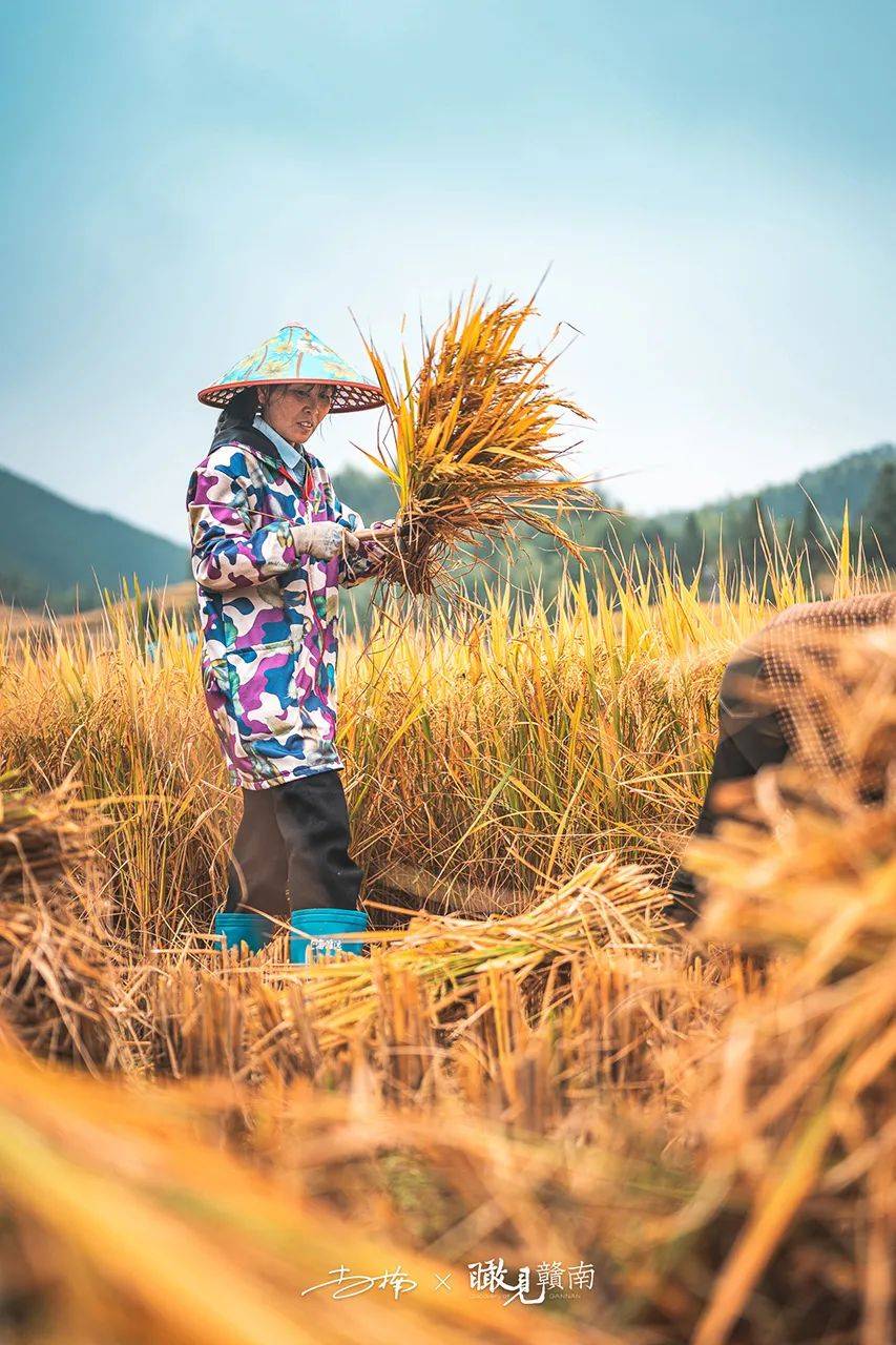 瞰见赣南|稻熟农忙时节,风吹稻浪堪称"秋日绝色"
