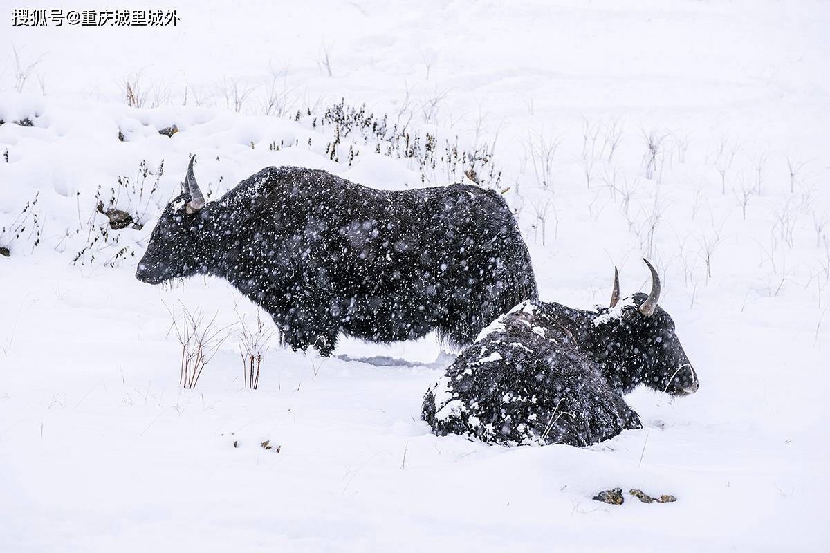 西藏的牦牛们淡定迎接昌都2020第一场雪