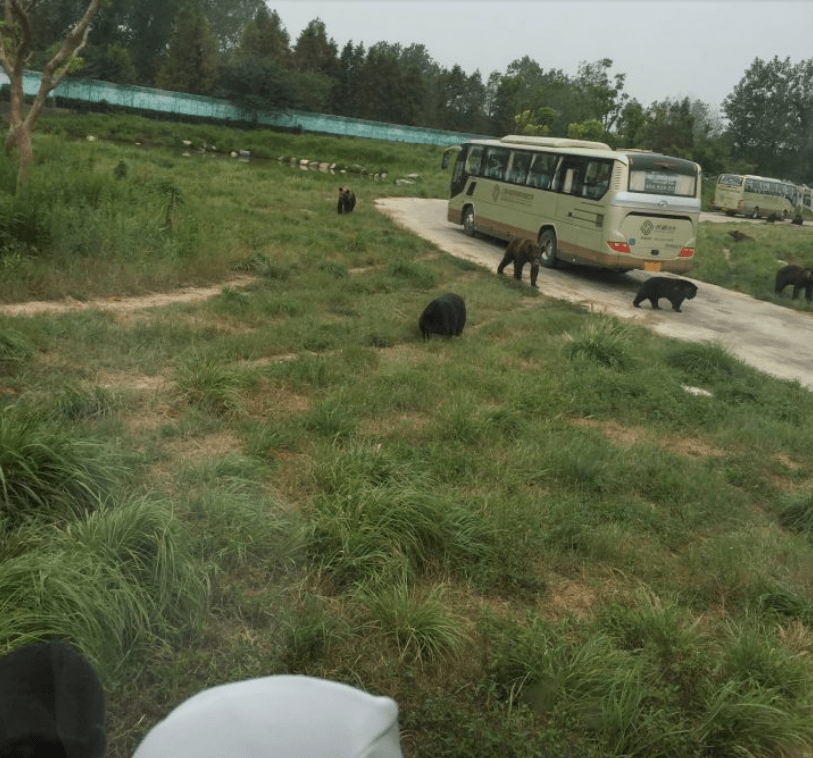 上海饲养员被熊攻击遇难:二十七岁,家里有四套房,还是个拆迁户_手机