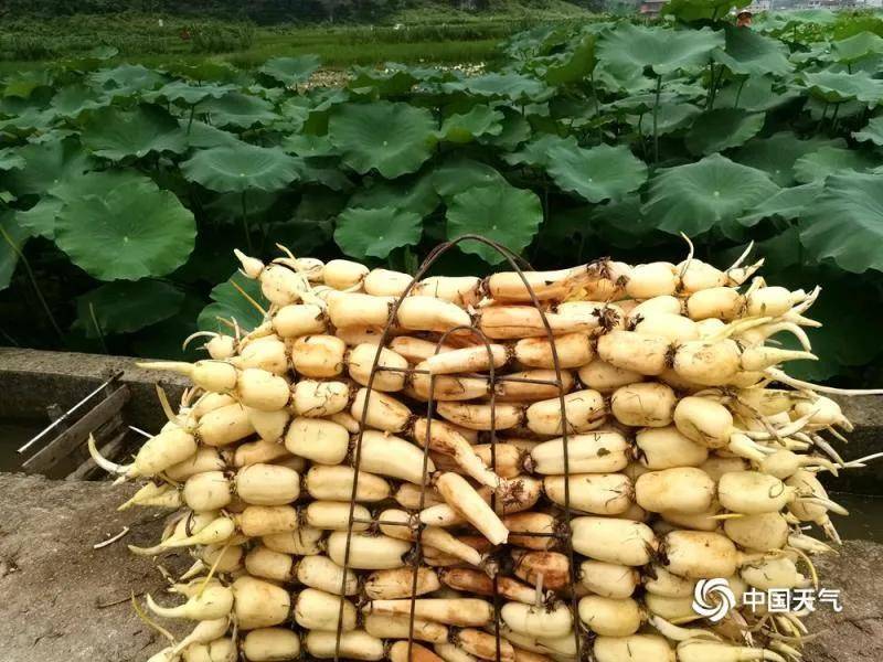 【百市千县创品牌】"中国玉藕之乡"广西柳州市柳江区百朋镇_莲藕